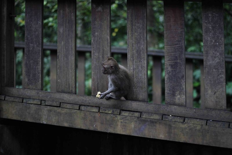 Terrazza_Risaie_Bali___Monkey_Forrest_8.JPG